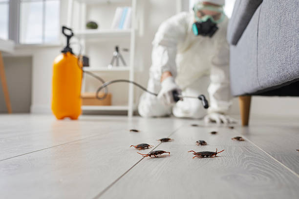 Commercial Kitchen Cockroach Control in Elizabeth City
